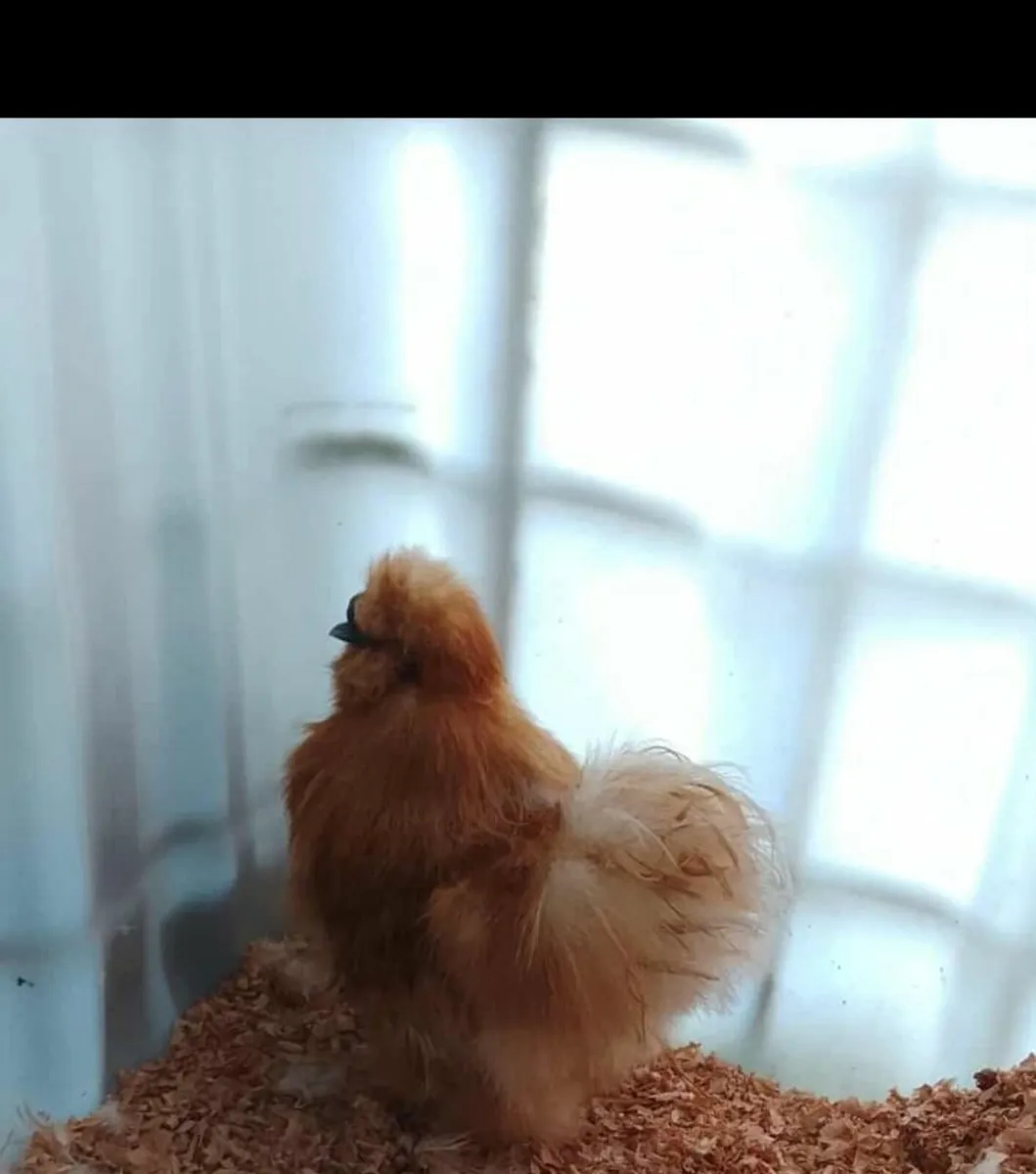 Buff USA silkie rooster - Image 1