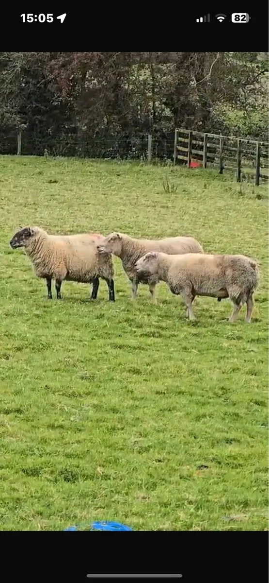 Breeding ewes for sale - Image 1