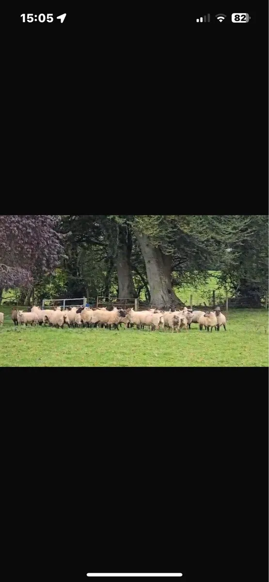 Breeding ewes for sale - Image 2