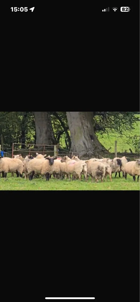 Breeding ewes for sale - Image 3