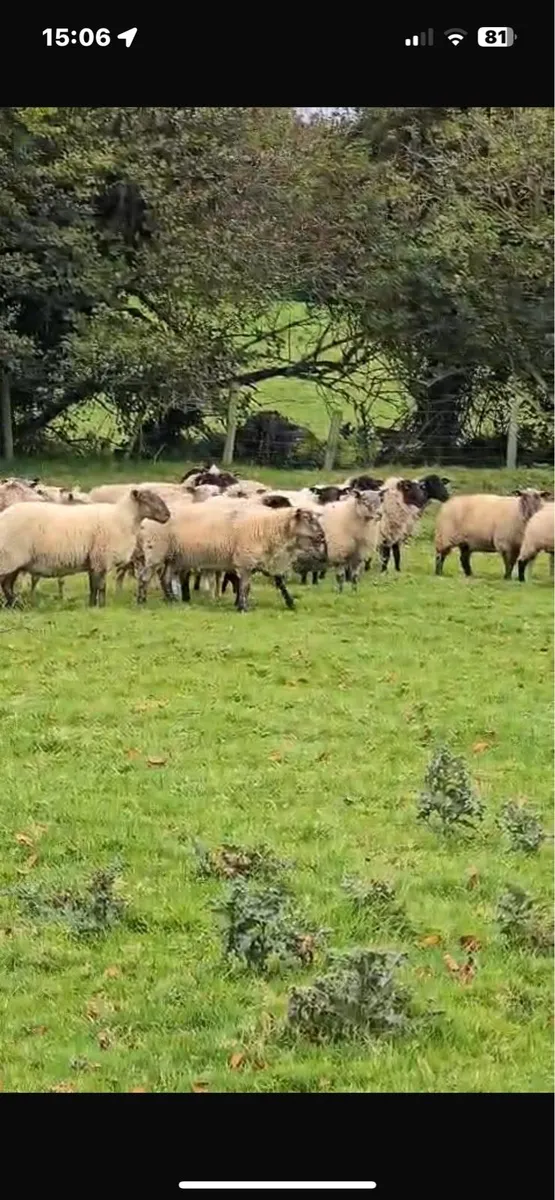 Breeding ewes for sale - Image 4