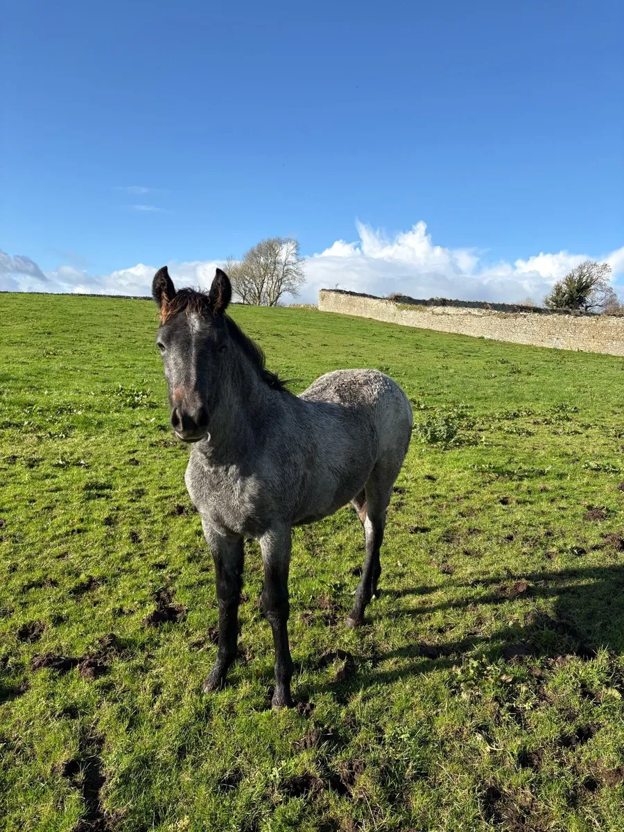 Connemara Filly Foal (Lot No.1191) - Image 1