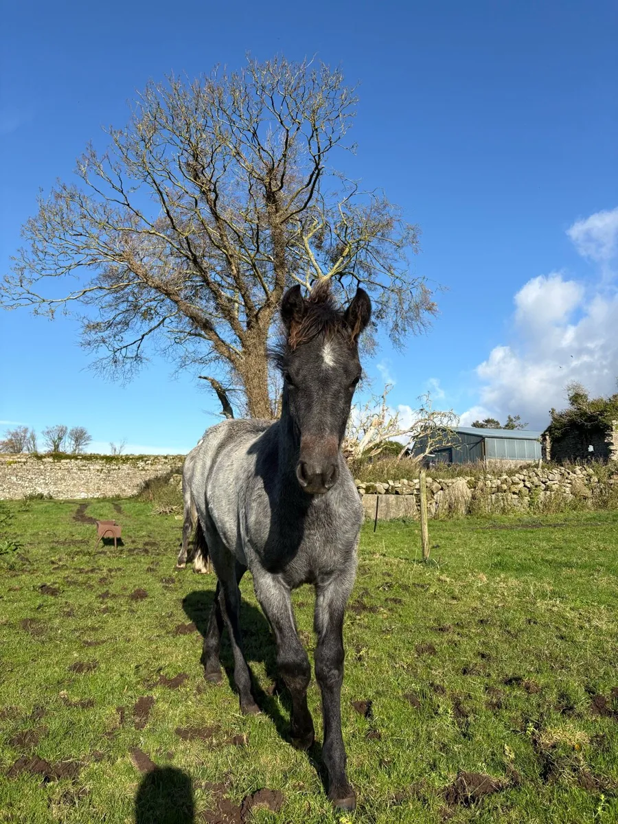 Connemara Filly Foal (Lot No.1191) - Image 2