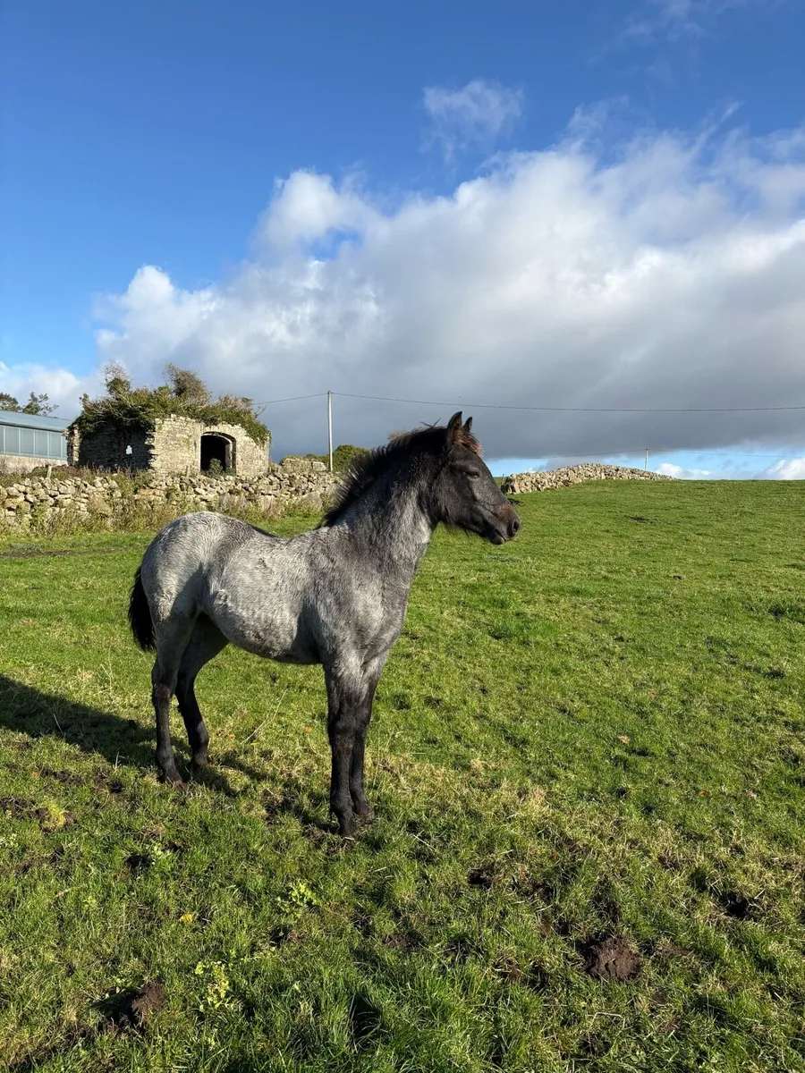 Connemara Filly Foal (Lot No.1191) - Image 3