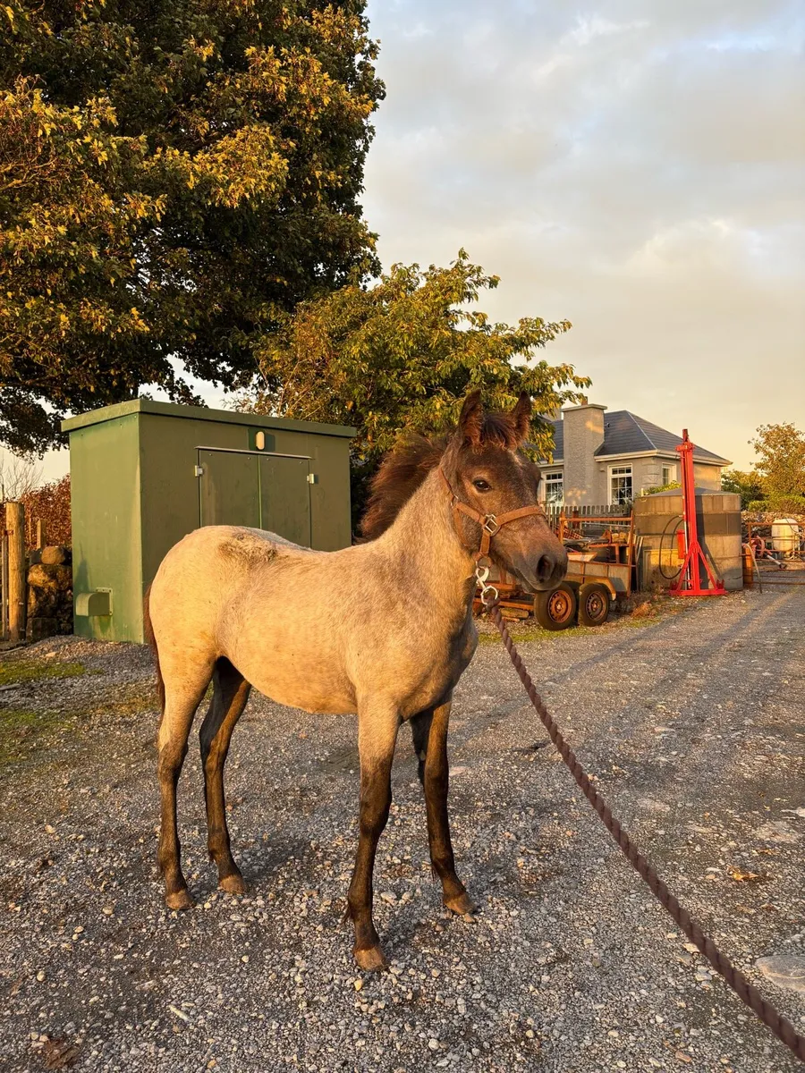 Connemara Filly Foal (Lot No.1191) - Image 4