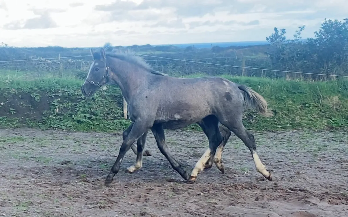 Emerald X Colts for clifden ☆ - Image 2