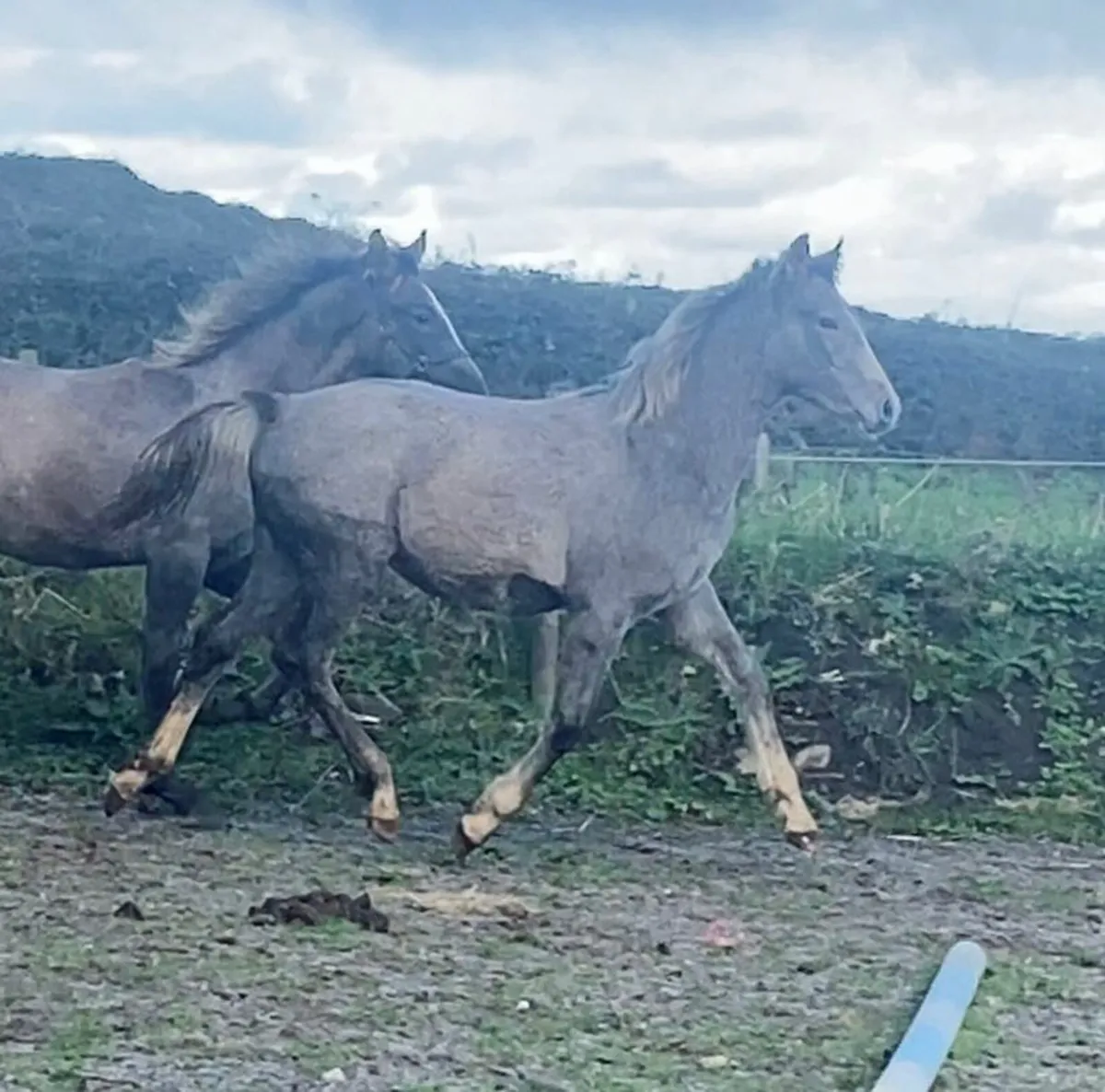 Emerald X Colts for clifden ☆ - Image 3