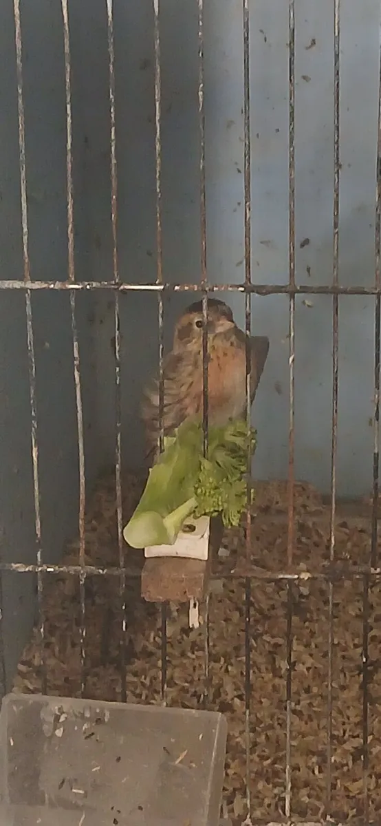 Birds - Image 1