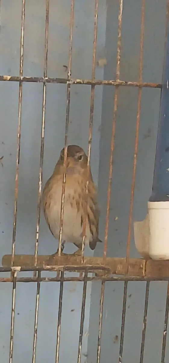 Birds - Image 2