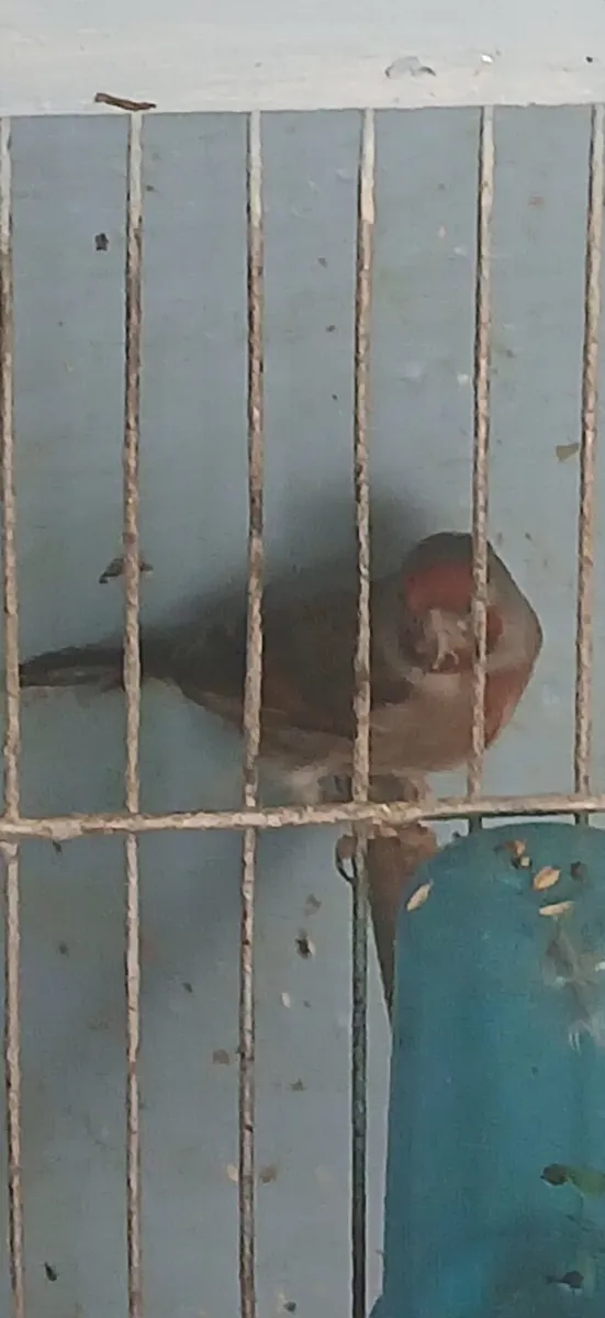 Birds - Image 3