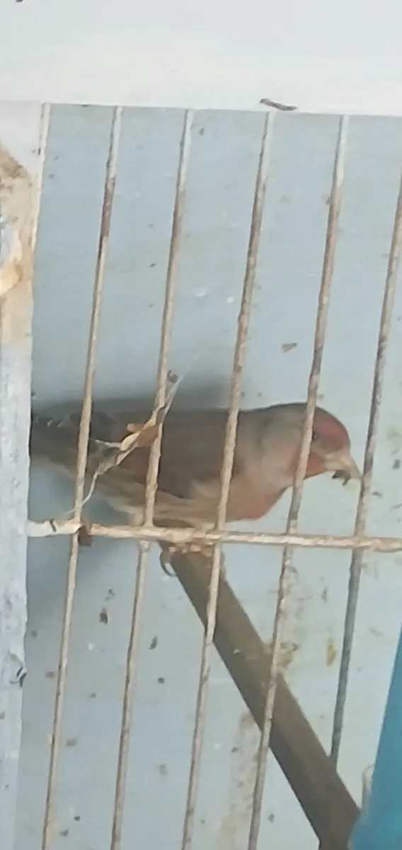 Birds - Image 4