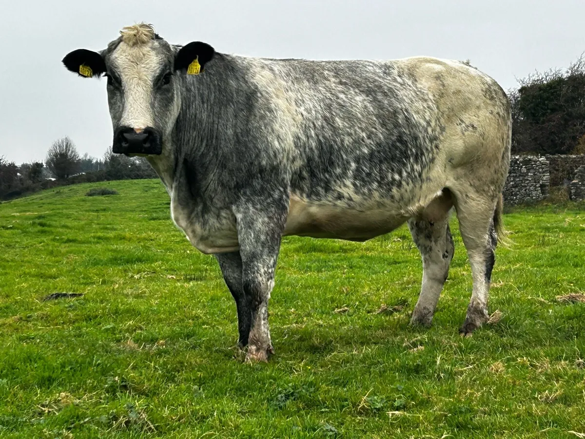 Super U Grade In-Calf Belgium Blue Cow - Image 2