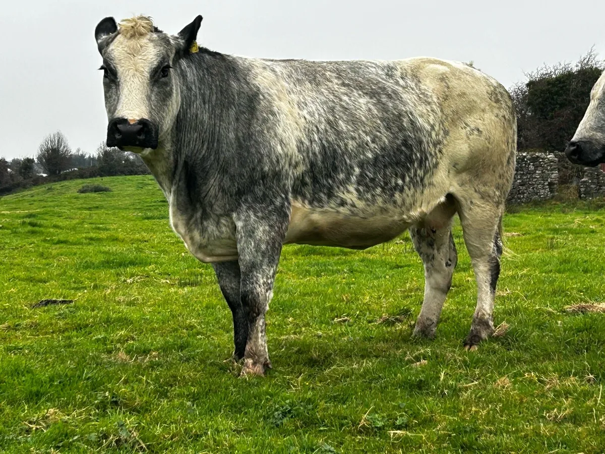 Super U Grade In-Calf Belgium Blue Cow - Image 1