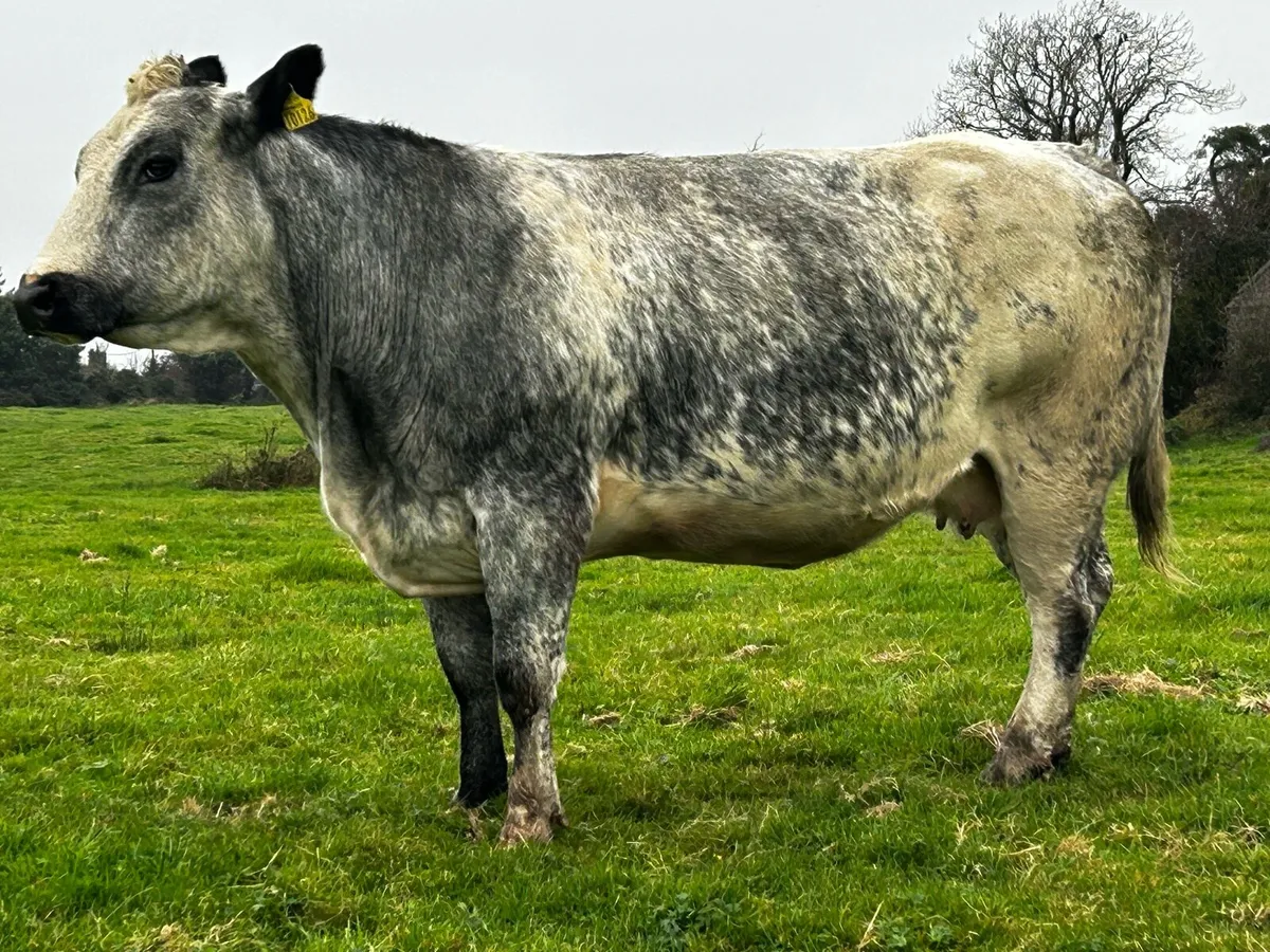 Super U Grade In-Calf Belgium Blue Cow - Image 3