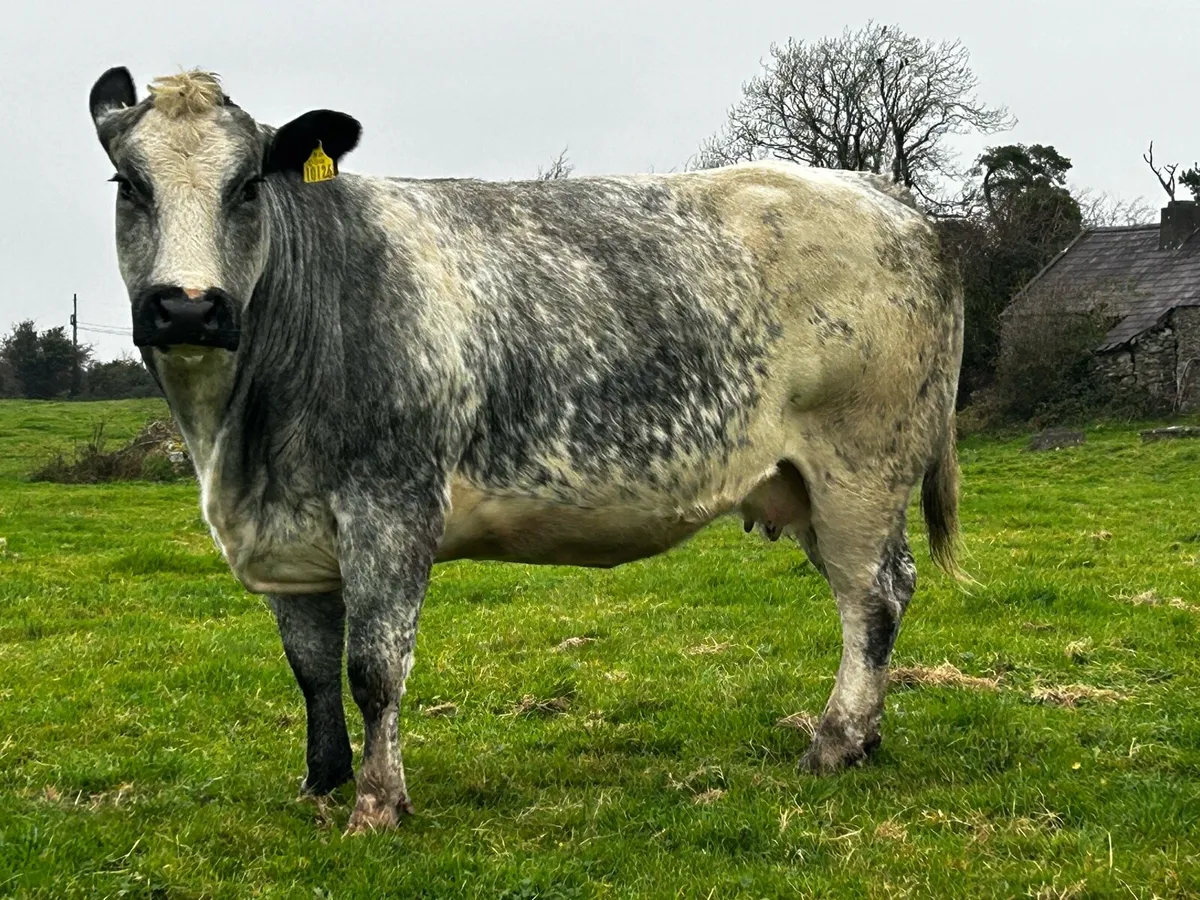 Super U Grade In-Calf Belgium Blue Cow - Image 4