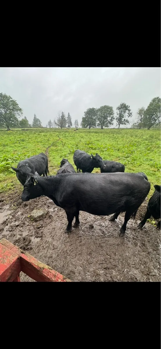 Dexter cow - Image 2