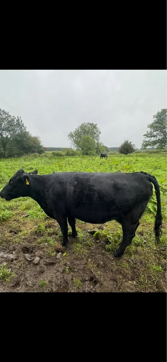 Dexter cow - Image 3