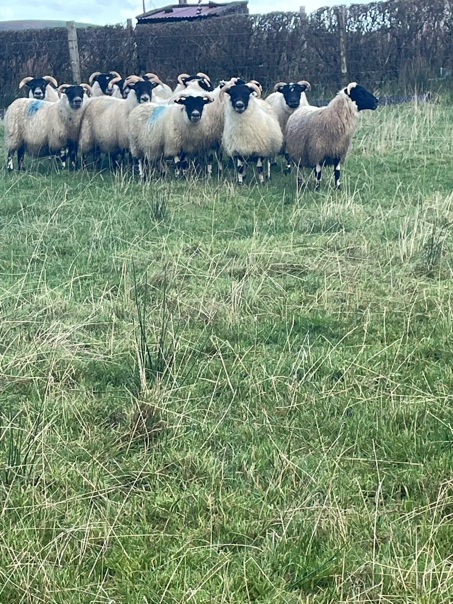 Lanark ewe lambs & NCC X Lanark - Image 3