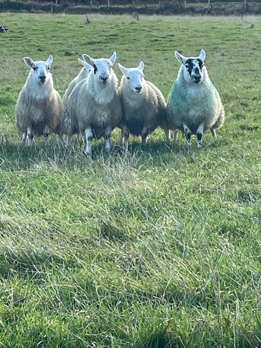Lanark ewe lambs & NCC X Lanark - Image 4