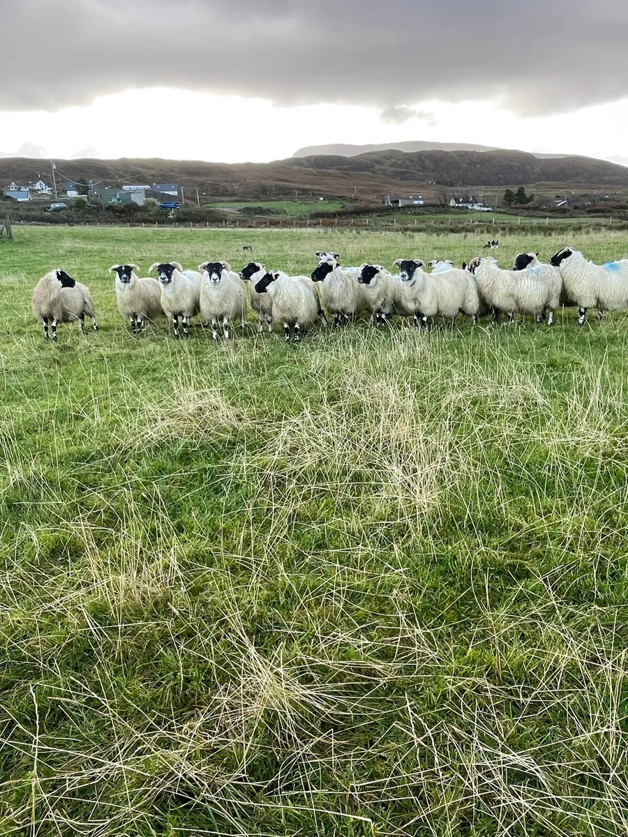 Lanark ewe lambs & NCC X Lanark - Image 1