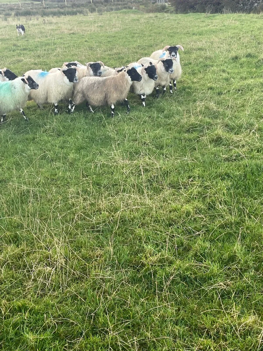 Lanark ewe lambs & NCC X Lanark - Image 2