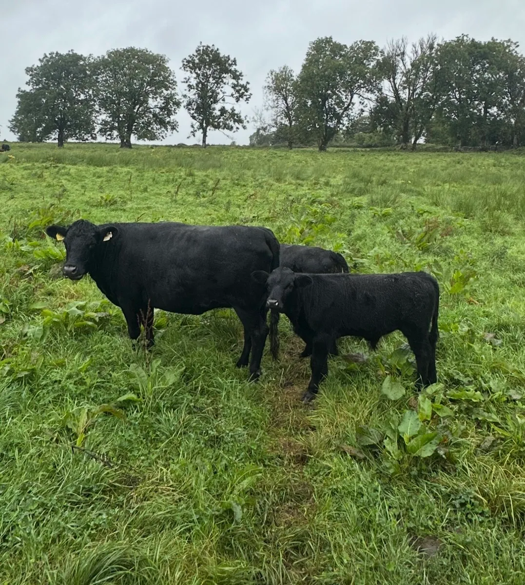 Dexter cow - Image 1