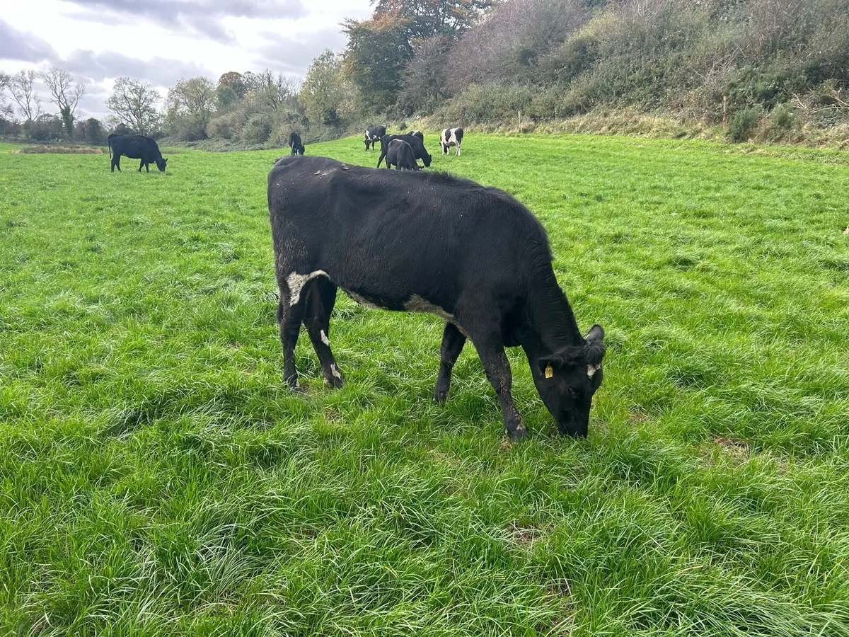 Late Calving Cows/Heifer - Image 1
