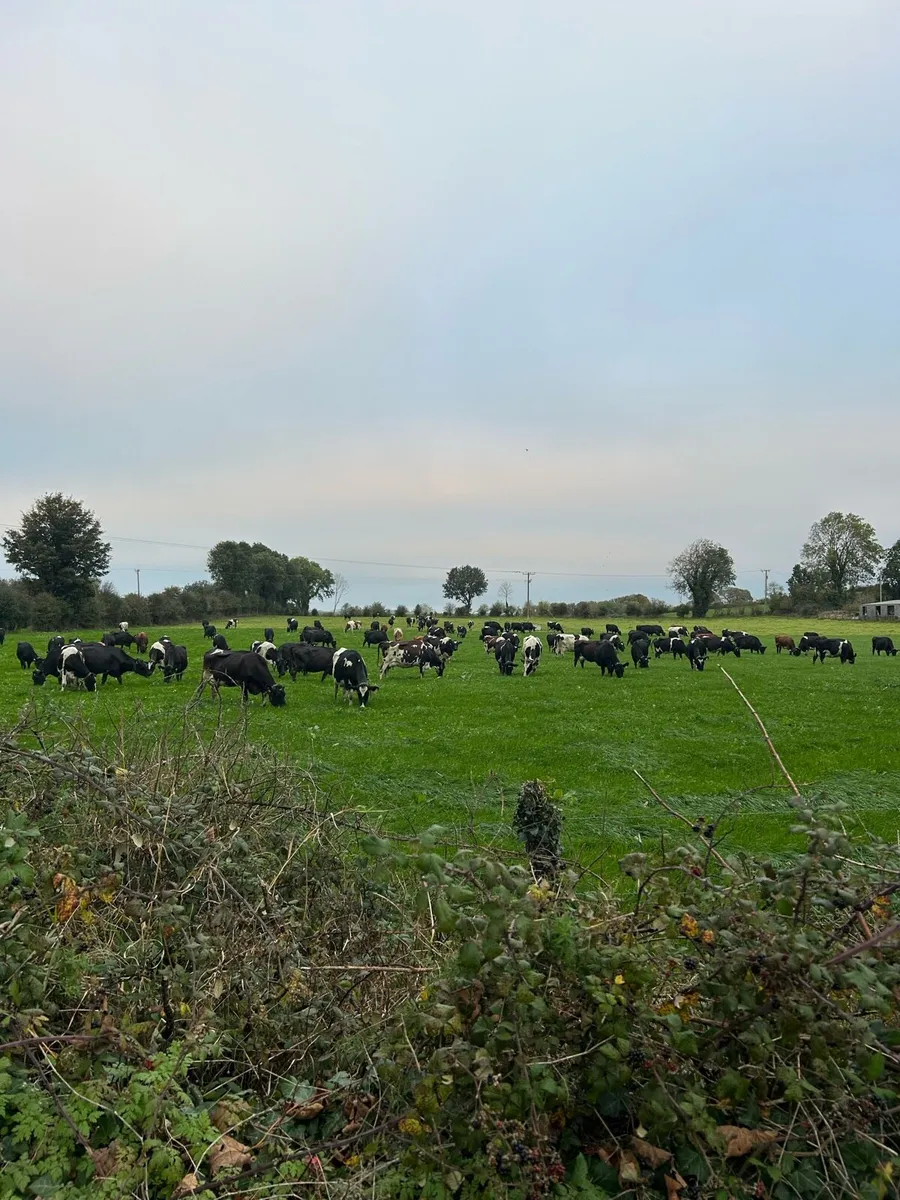Late Calving Cows/Heifer - Image 2
