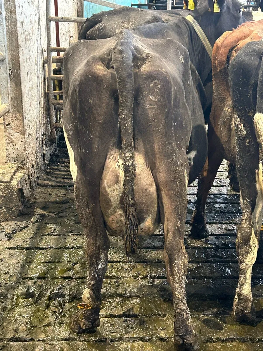 Late Calving Cows/Heifer - Image 3