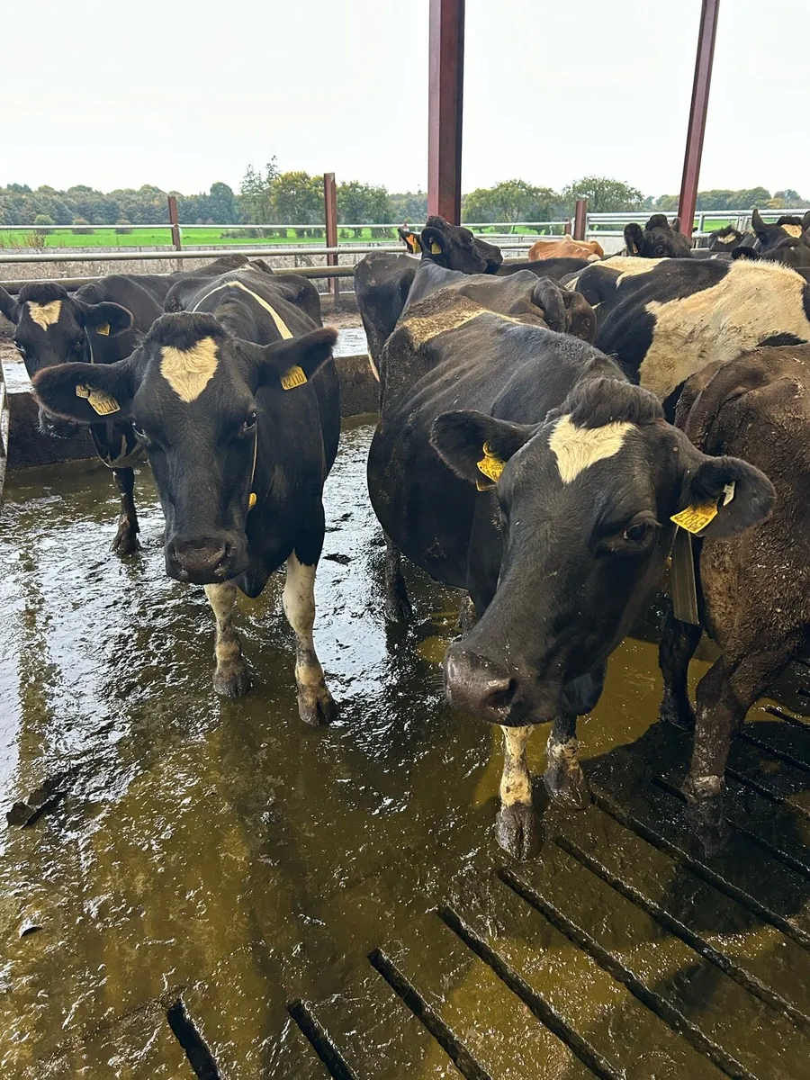 Late Calving Cows/Heifer - Image 4