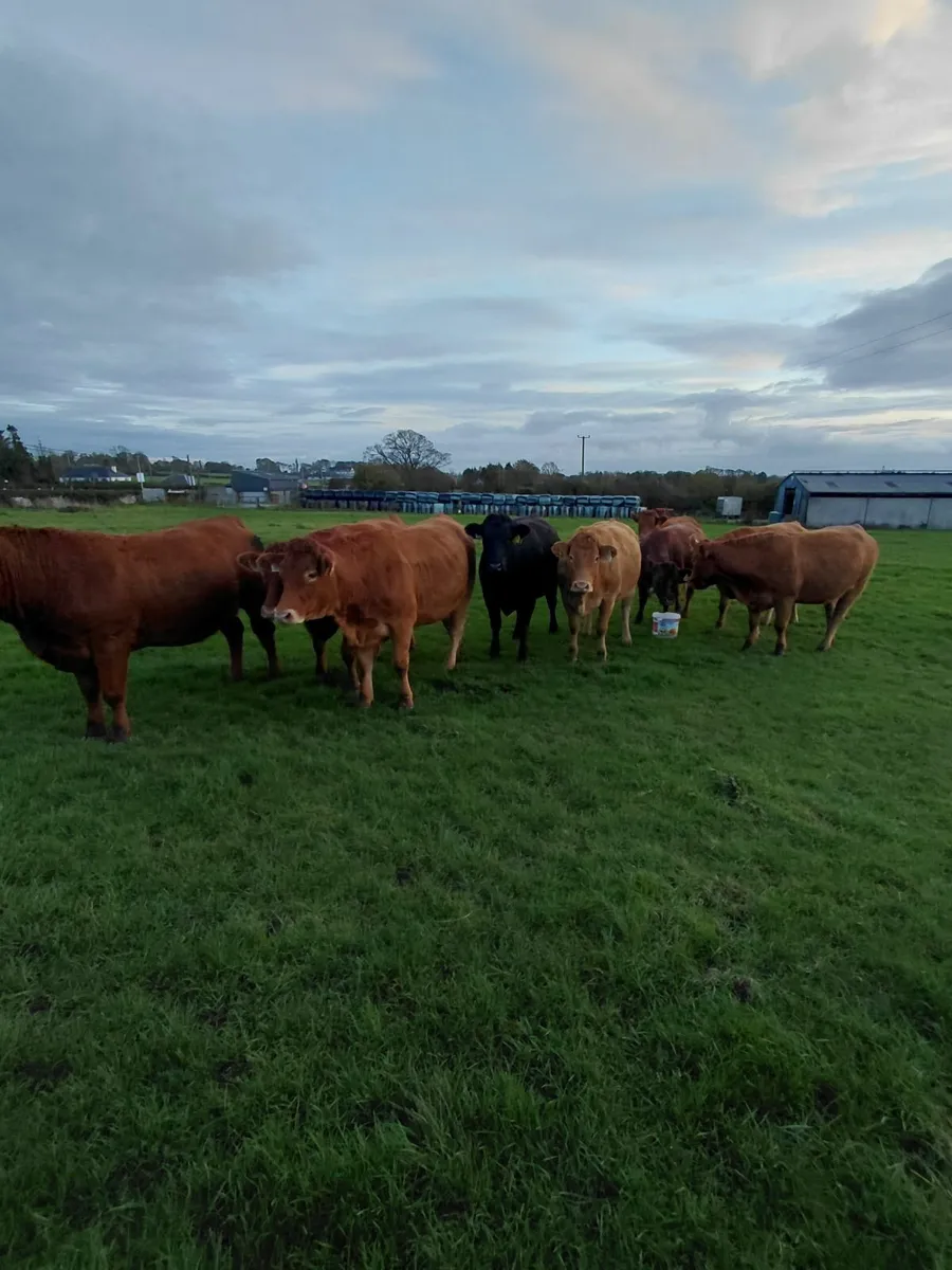 In-calf heifers 4&5 star * - Image 1