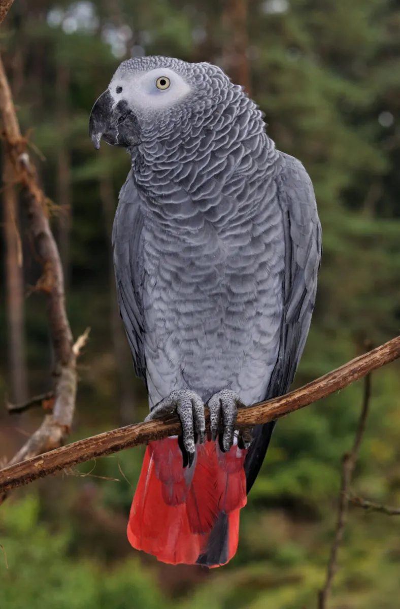 African Grey Parrot