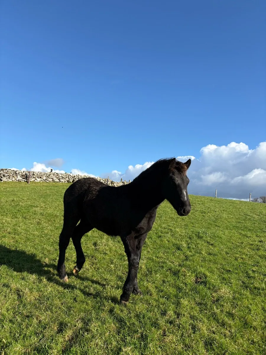 Connemara Colt Foal (Lot No. 1190) - Image 2