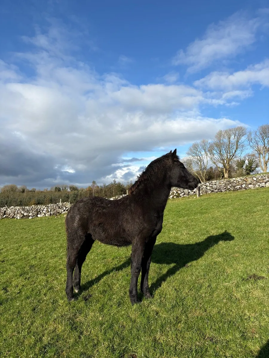 Connemara Colt Foal (Lot No. 1190) - Image 3
