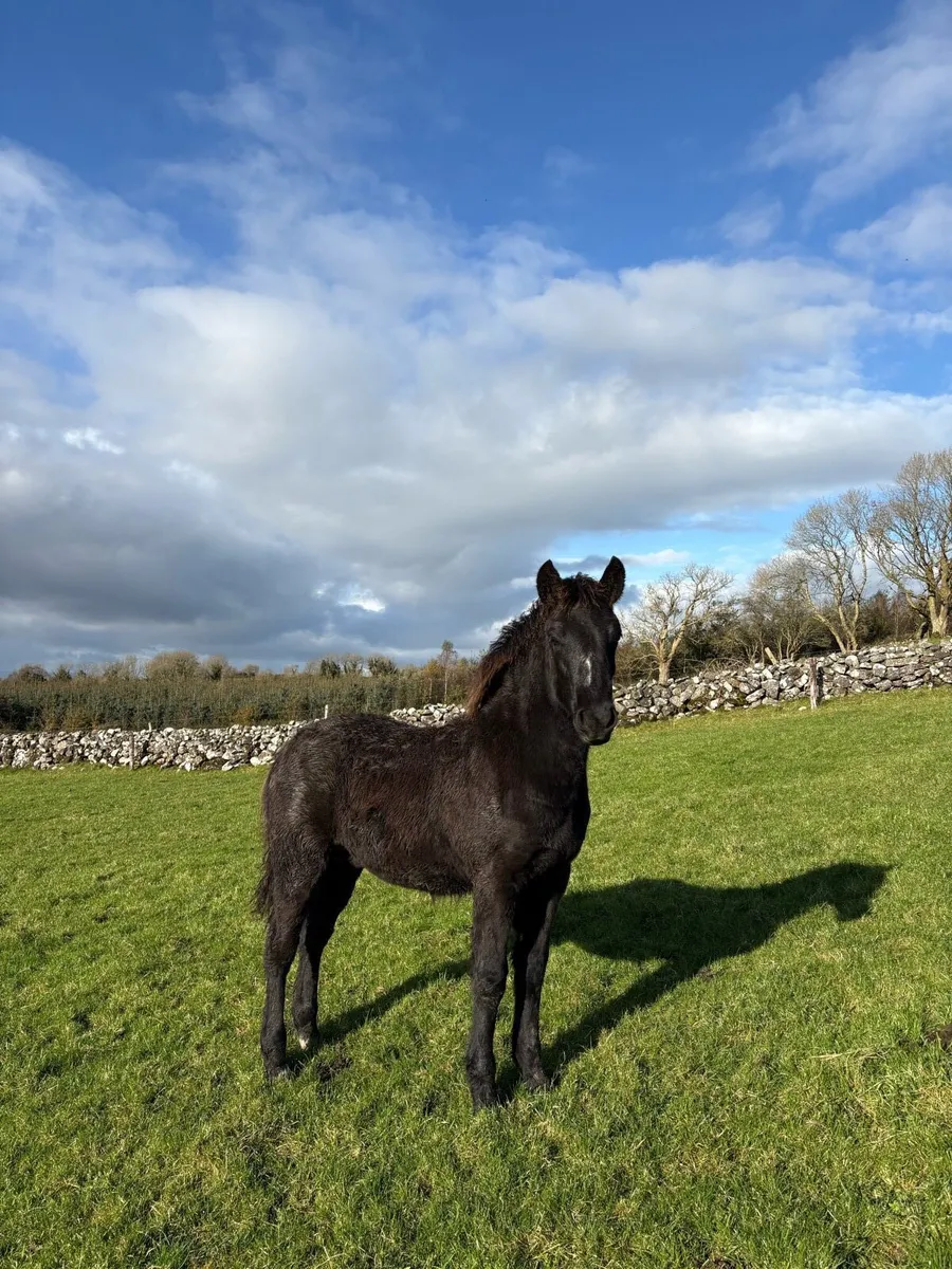 Connemara Colt Foal (Lot No. 1190) - Image 1