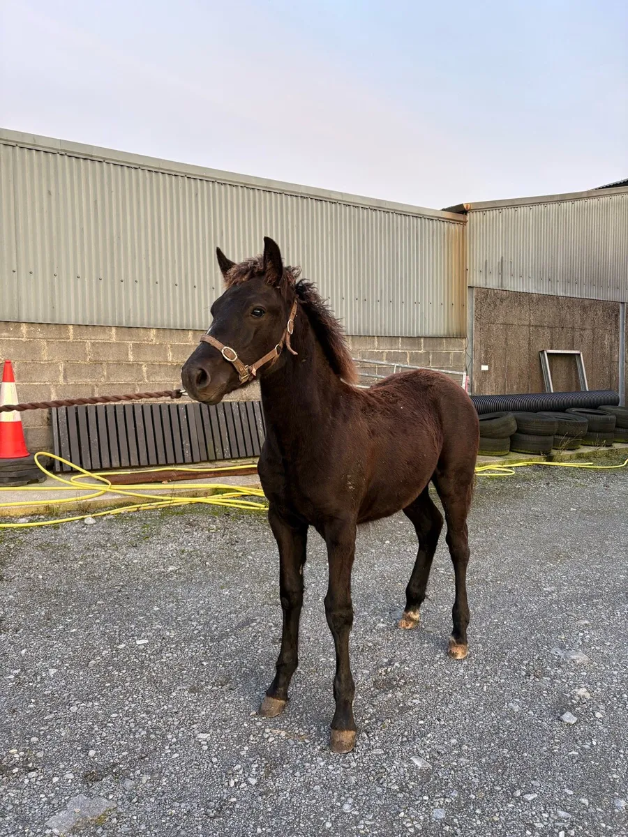 Connemara Colt Foal (Lot No. 1190) - Image 4