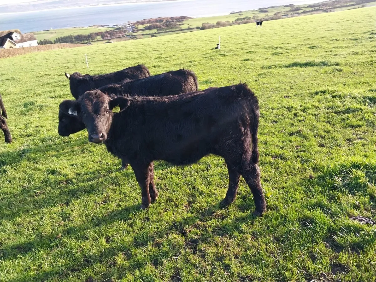 Calves - Image 1