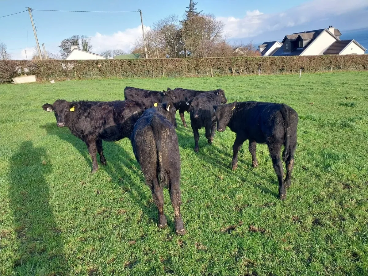 Calves - Image 2