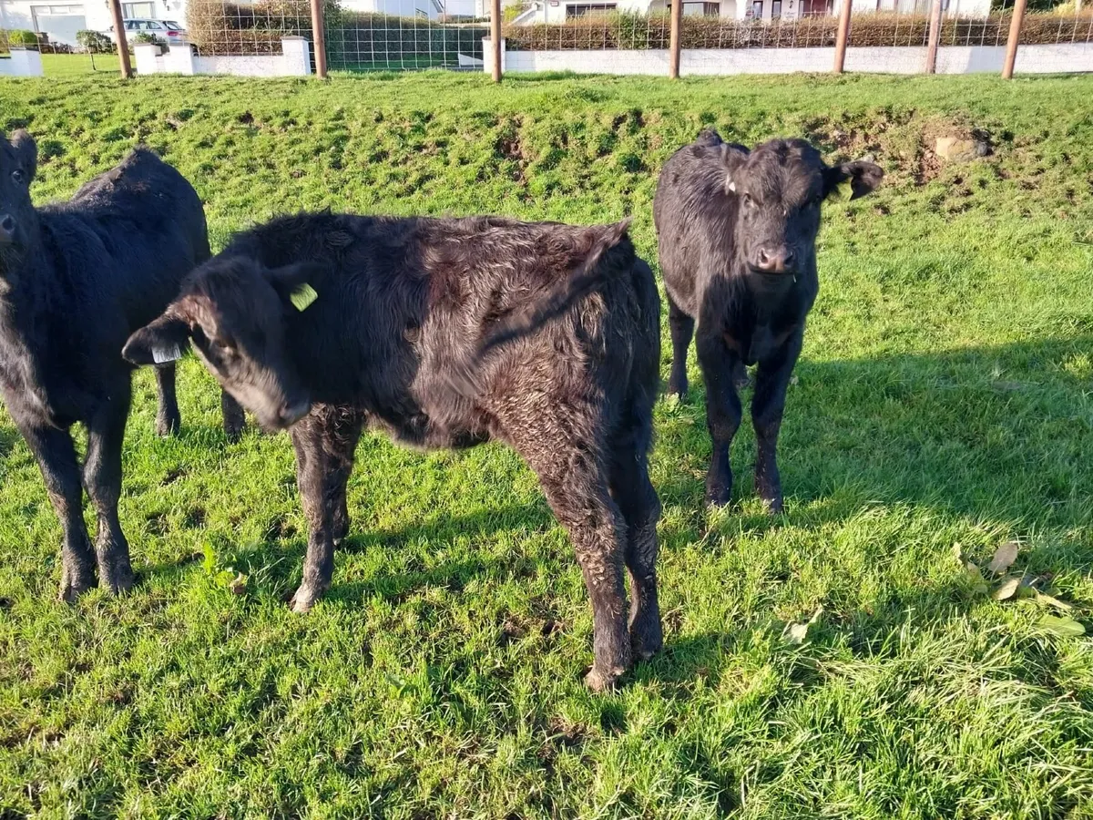 Calves - Image 3