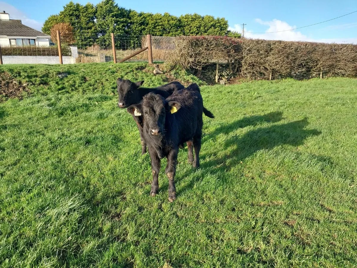 Calves - Image 4