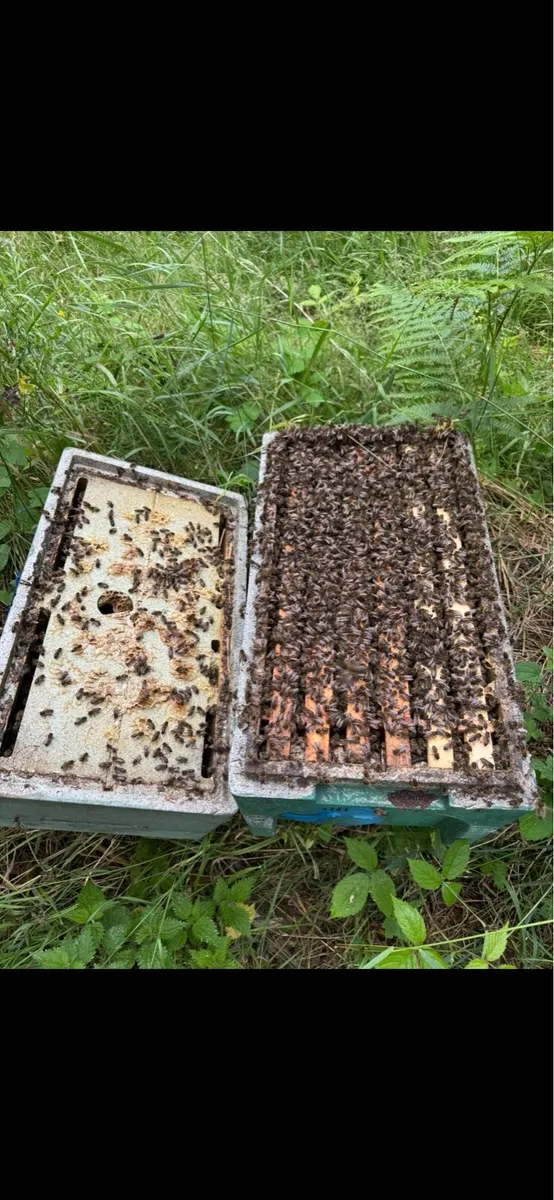 Nuc’s of Over Wintered bee for sale - Image 1