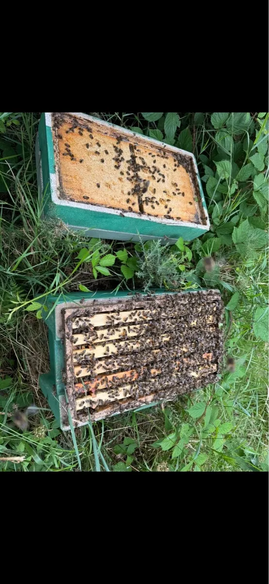 Nuc’s of Over Wintered bee for sale - Image 2