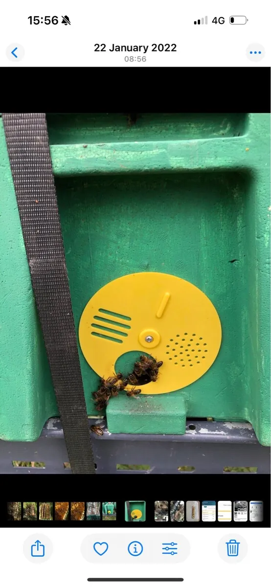 Nuc’s of Over Wintered bee for sale - Image 3
