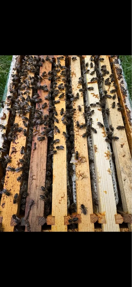 Nuc’s of Over Wintered bee for sale - Image 4