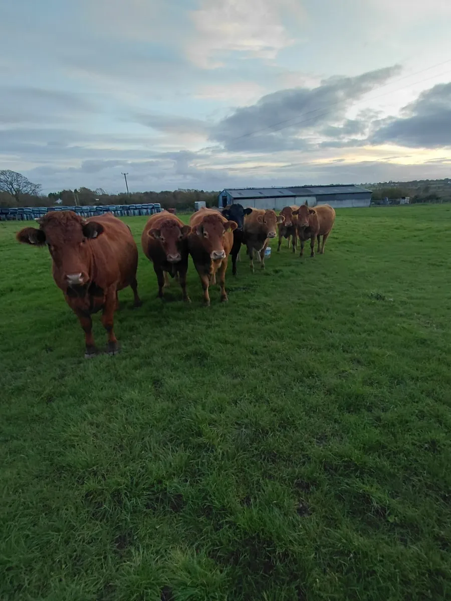 In-calf heifers 4&5 star * - Image 2