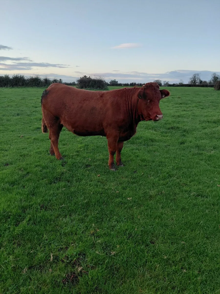In-calf heifers 4&5 star * - Image 3