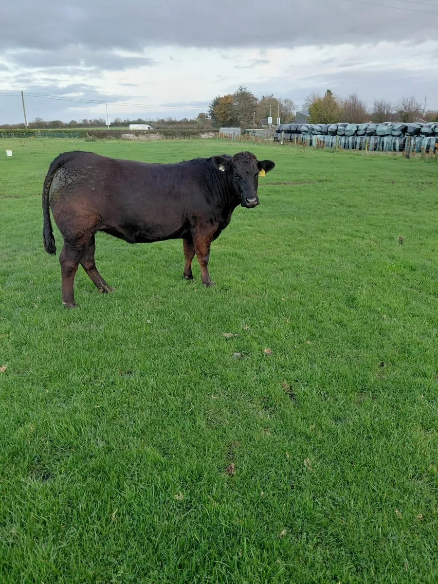 In-calf heifers 4&5 star * - Image 4