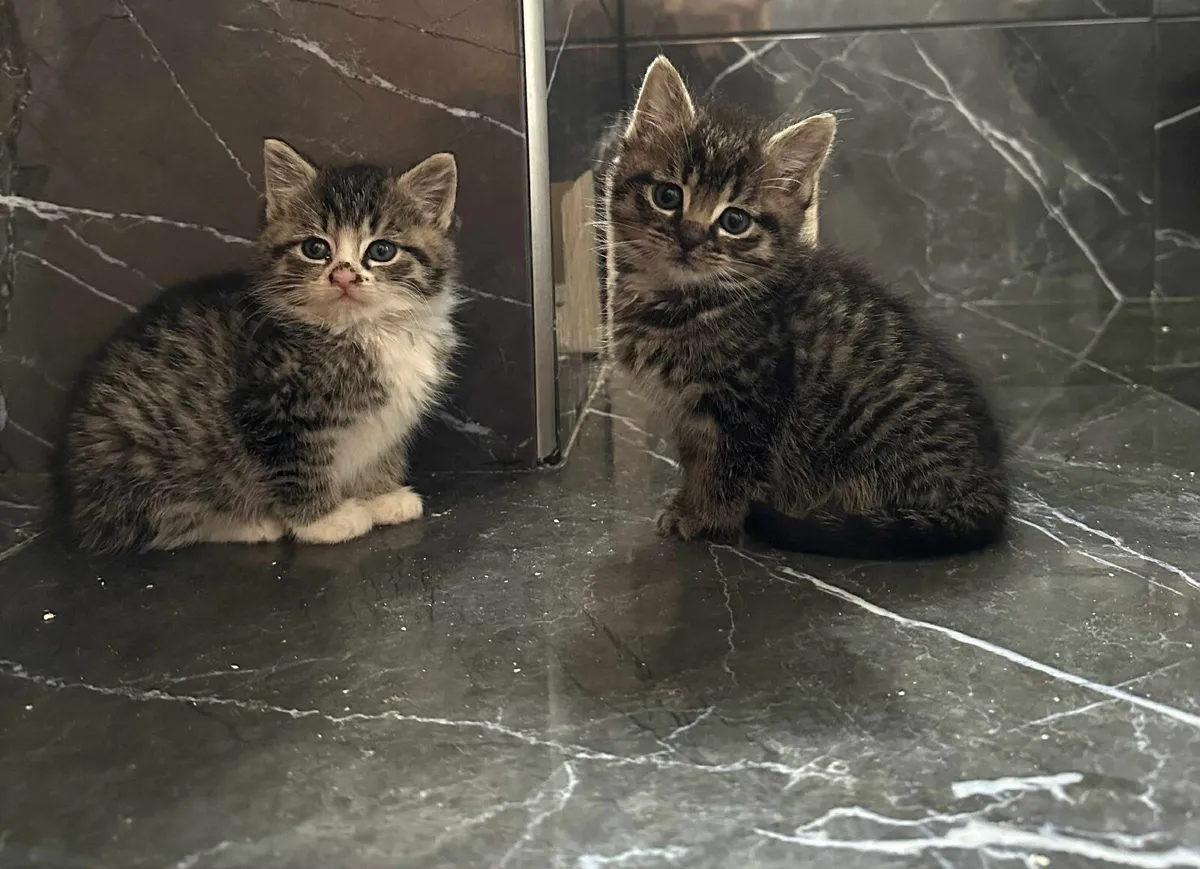 Fluffy kitten - Image 1