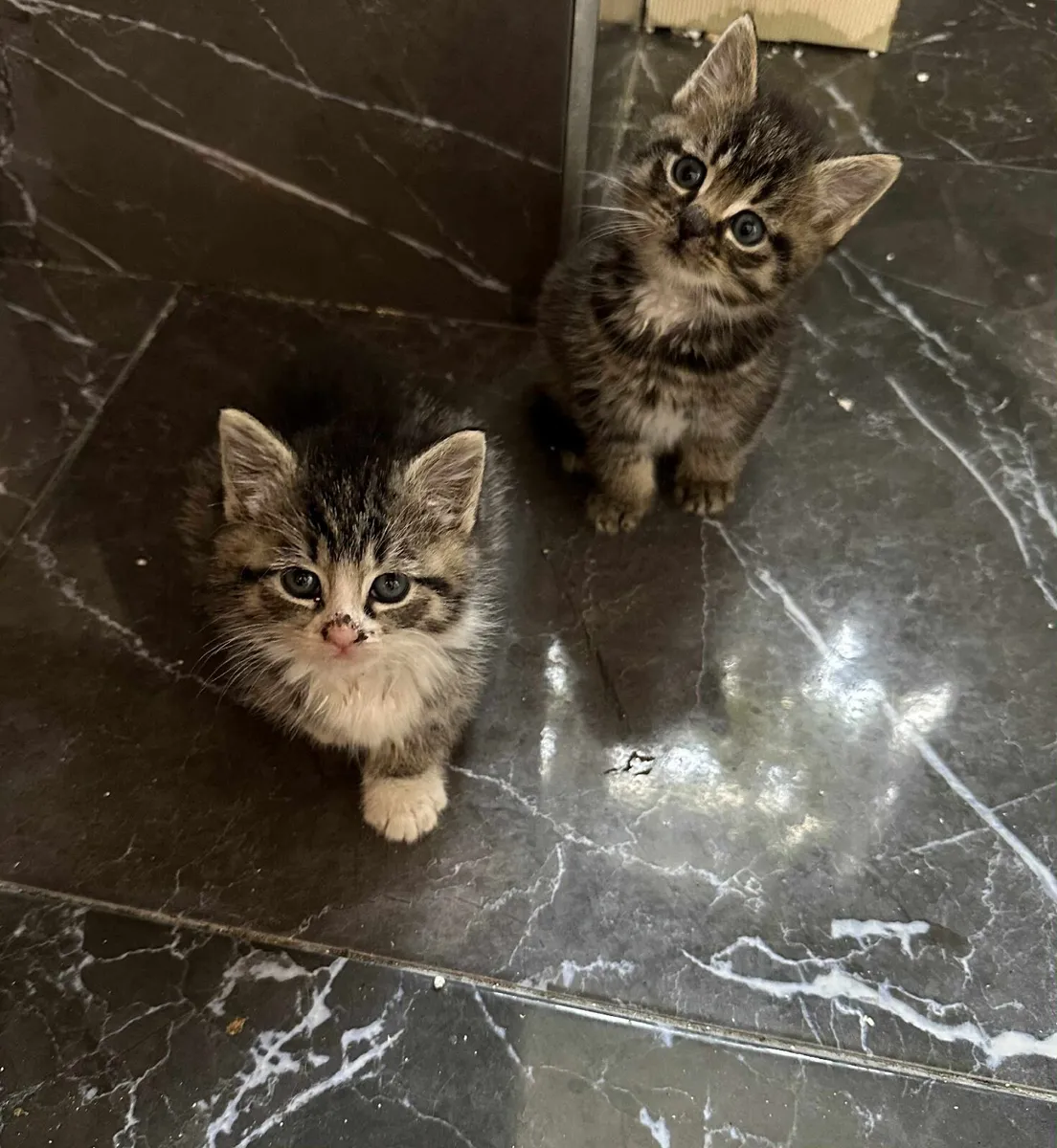 Fluffy kitten - Image 2
