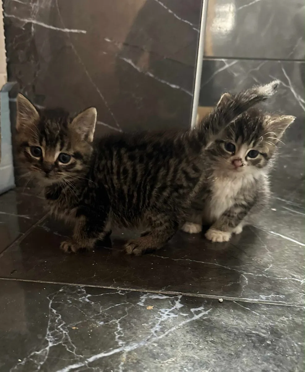 Fluffy kitten - Image 3